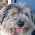 Photo of Scruffy (On Trial)