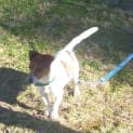 Photo of Blaze