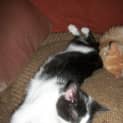 Photo of Jasmine