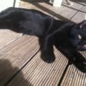 Photo of Shadow