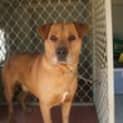 Photo of Buster *Adoption Pending*