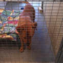 Photo of Buster *Adoption Pending*