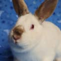 Photo of Zippa  Desexed And Vaccinated