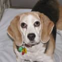 Photo of Lady