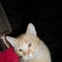 Photo of Marmalade