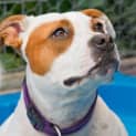 Photo of Lacey