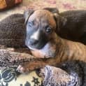 Photo of Prissy ** Our Gentle Sweet Pup **