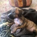 Photo of Prissy ** Our Gentle Sweet Pup **