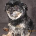 Photo of Rockey (On Trial)