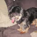 Photo of Rockey (On Trial)