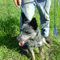 Photo of Levi