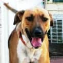 Photo of Id:A0415 Missy (Aka Tiny)