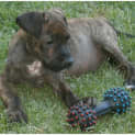 Photo of Slade **Adoption In Progress**