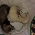 Photo of Spud & Sprite