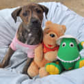 Photo of Bravo The Relaxed Puppy!
