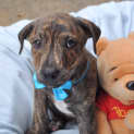 Photo of Bravo The Relaxed Puppy!