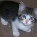 Photo of Kitten
