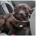 Photo of Nutmeg (Meg)