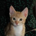 Photo of Tara Hc077 *Adoption Pending*