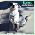 Photo of Rocket ~ Australian Shepherd X (On Trial 10/5/17)