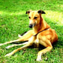 Photo of Lady   Urgent Foster Carer Needed