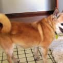 Photo of Pepper