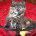 Photo of Mabel