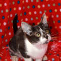 Photo of Jewels *Adoption Pending*