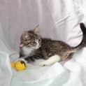Photo of Dot *Adoption Pending*