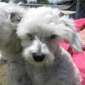 Photo of Samson And Wilbur