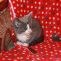 Photo of Mr Tiny Adoption Pending