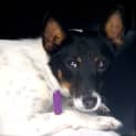 Photo of Pepper (One Super Fun Dog)