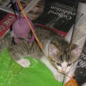 Photo of Syrus