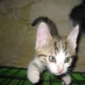 Photo of Syrus