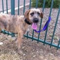 Photo of Jaffa **Adopted**