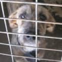Photo of Jaffa **Adopted**