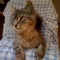 Photo of Buster *Adoption Pending*