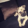 Photo of Zulu