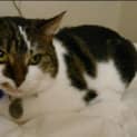 Photo of Missy