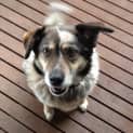 Photo of Molly   Id 5248