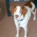 Photo of Cookie