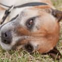 Photo of Toots   Id A0621