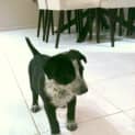 Photo of Missy (On Trial)