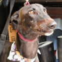 Photo of Fancy   Reserved For Hew New Home