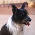 Photo of Scruffy (Hd114)