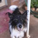 Photo of Scruffy (Hd114)