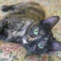 Photo of Saffie