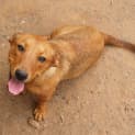 Photo of Chillie   Adoption Pending