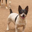 Photo of Tex