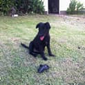 Photo of Gypsie